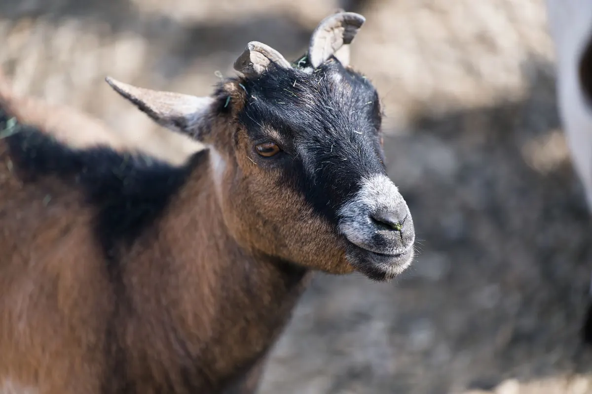 Ferme pédagogique autour de Meaux : La Prée à 5 €, Edentara n'a plus d'animaux