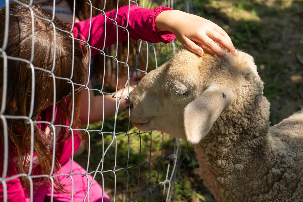 Ferme pédagogique autour de Rambouillet : la Bergerie à 8,50 €, billetterie 14 h–17 h