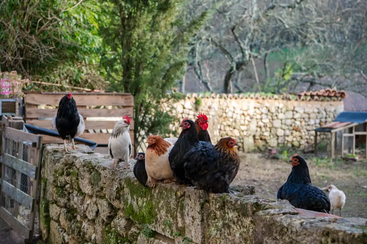 Ferme pédagogique autour de Reims : 8,50 € aux Iriselles, gratuit avant 2 ans