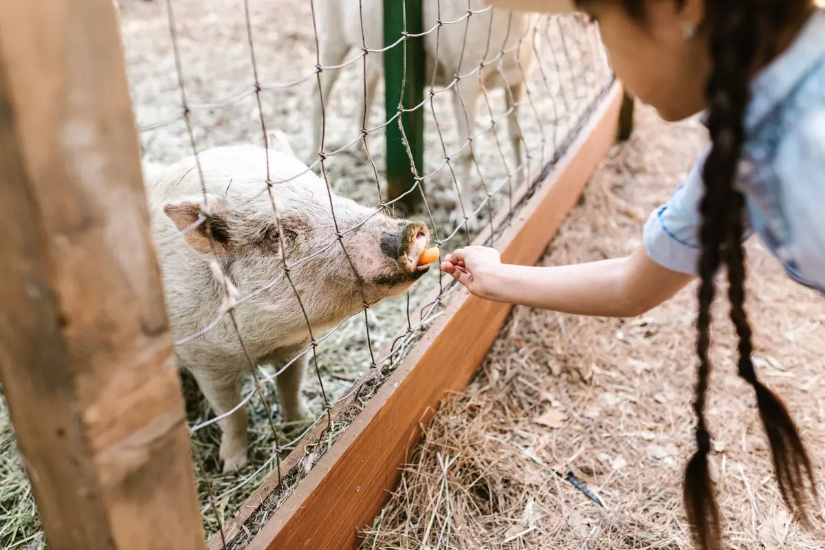 Ferme pédagogique autour de Saint-Quentin : deux gratuites, Souchinet à 9,50 €