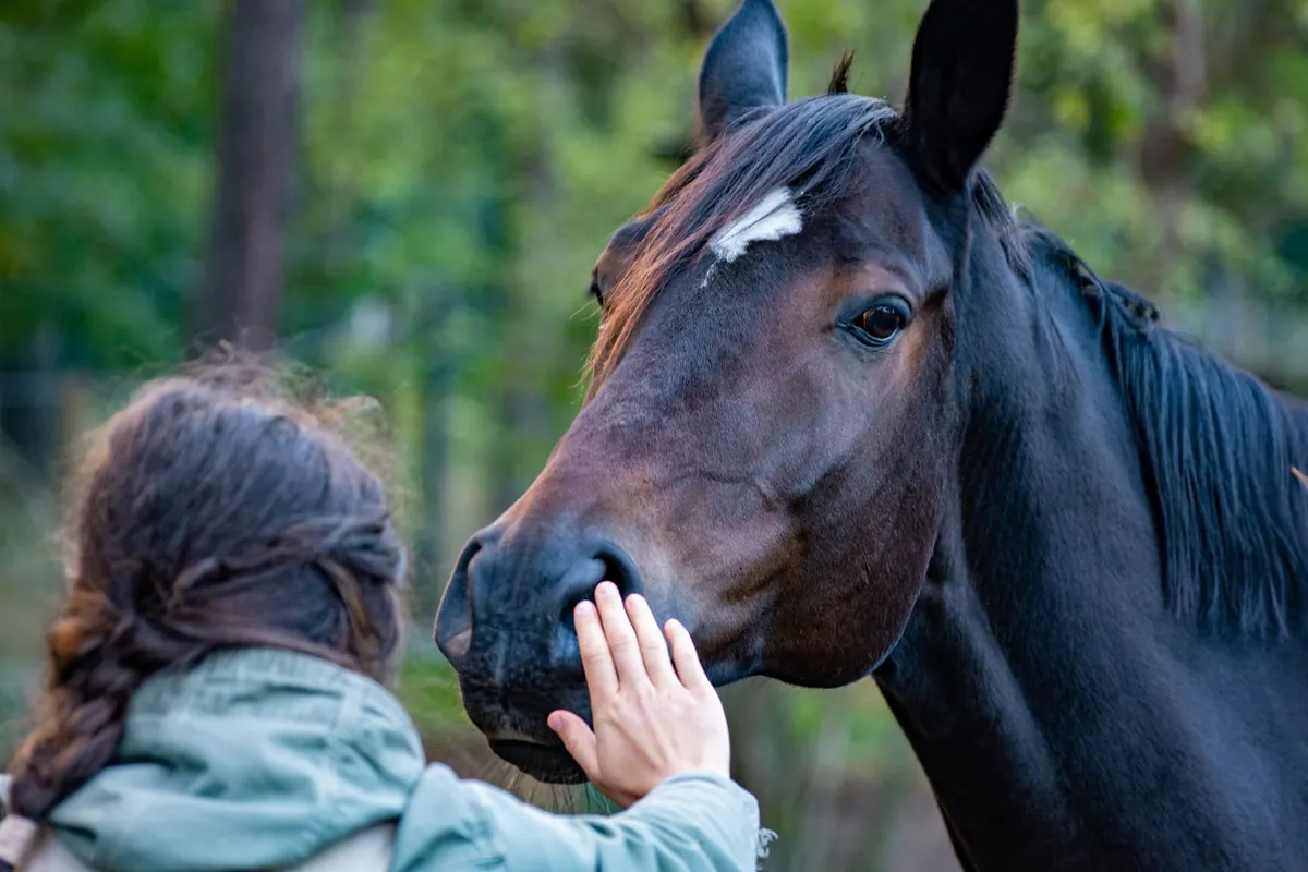 Sorties en famille dans l'Orne : le Haras du Pin dès 6 € et Carrouges gratuit avant 18 ans