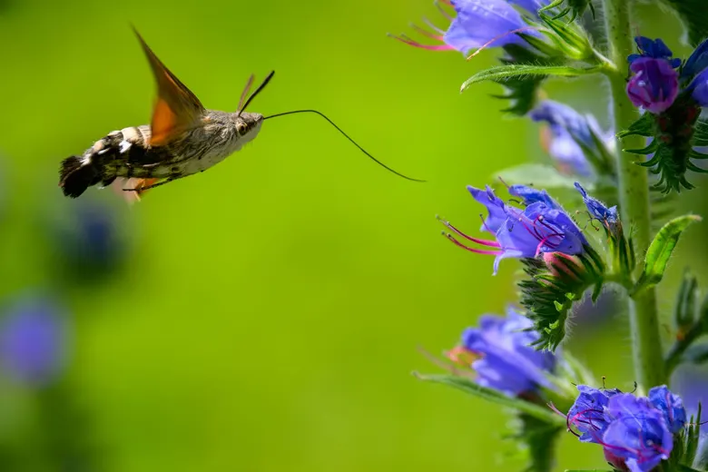 Papillons de Nuit 2026 — Programme Complet & Guide de la 24e Édition