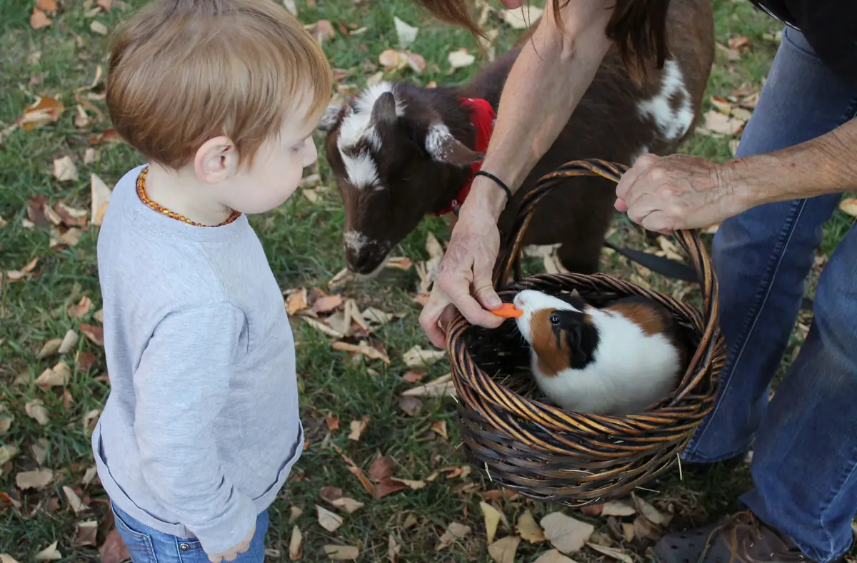 Parc animalier et zoo en famille autour d'Albi : deux parcs ouverts, un zoo fermé