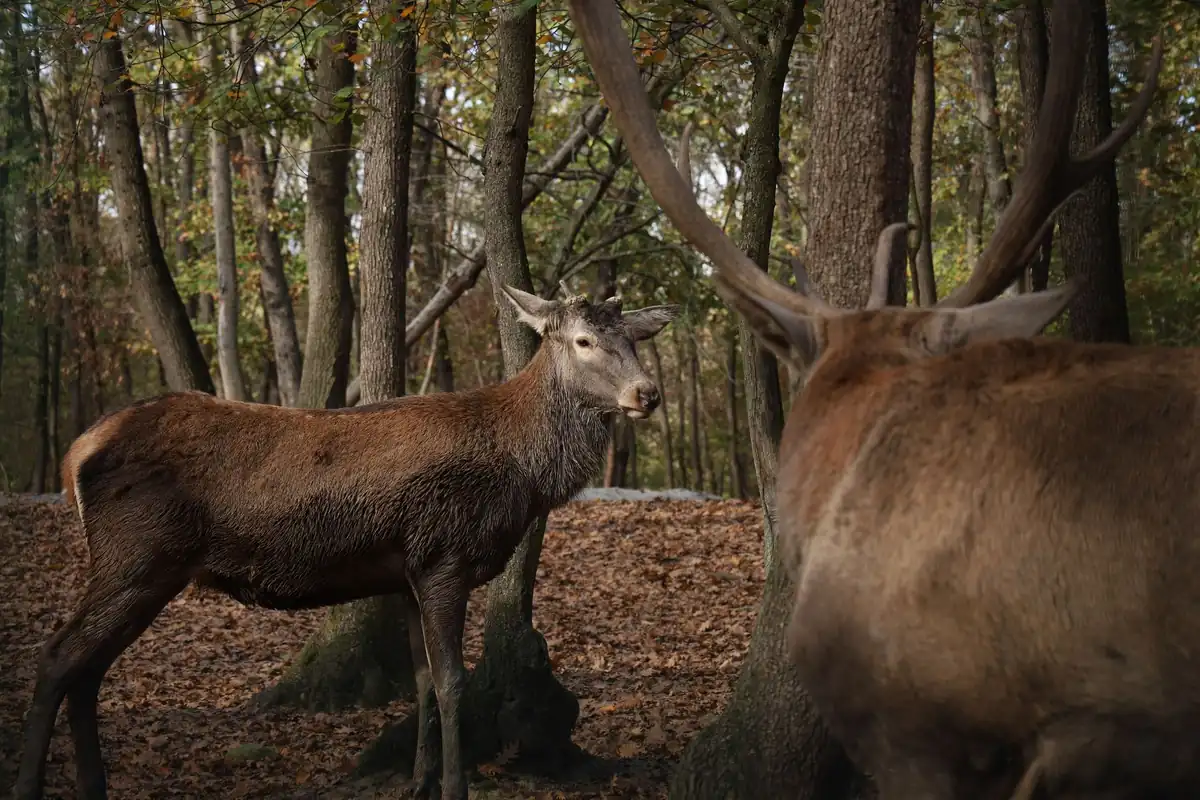 Parc animalier et zoo en famille autour de Besançon : ce qui reste ouvert après l'été