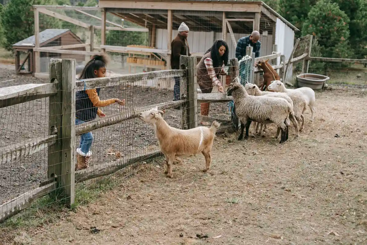 Parc animalier et zoo en famille autour de Dijon : trois parcs, de 10 à 26,50 €