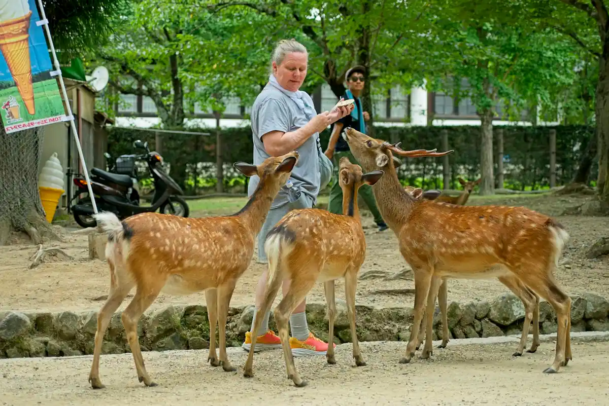 Parc animalier et zoo en famille autour de Limoges : cinq sorties, de 4 à 13,90 €
