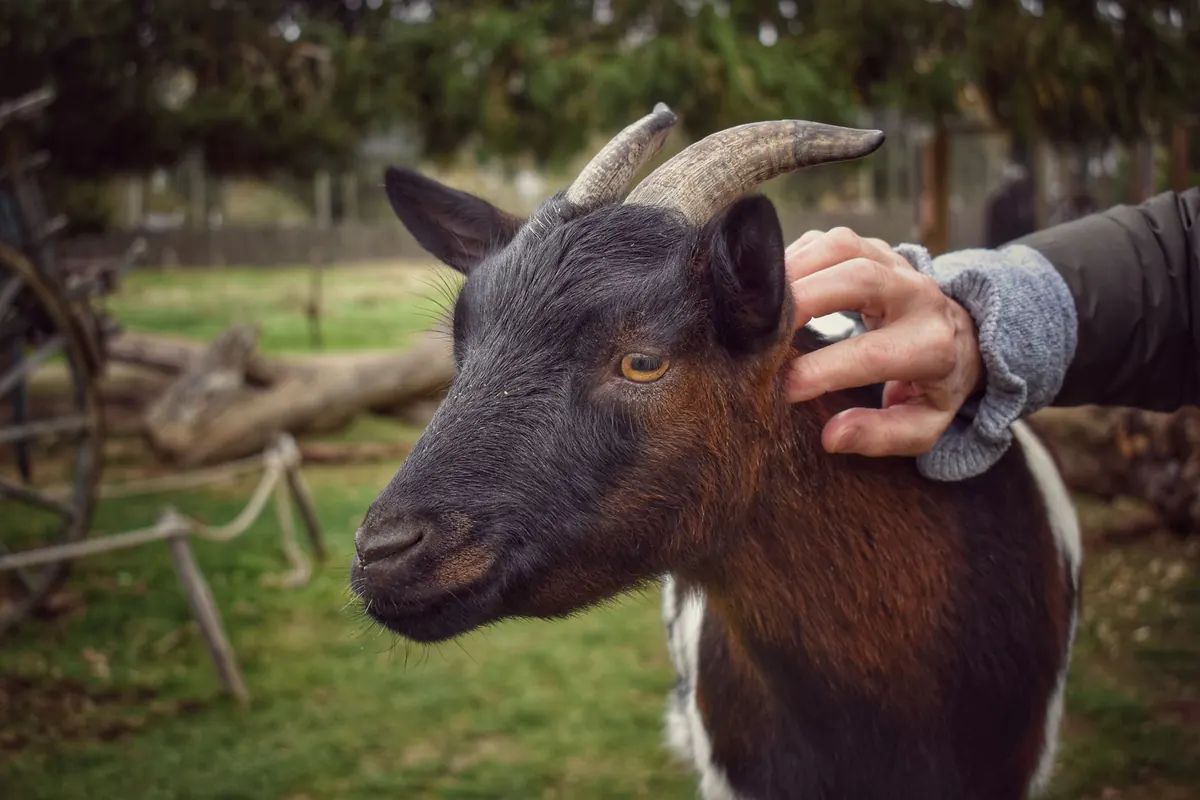 Parc animalier et zoo en famille autour de Nancy : Épinal gratuit, ferme à Halloween