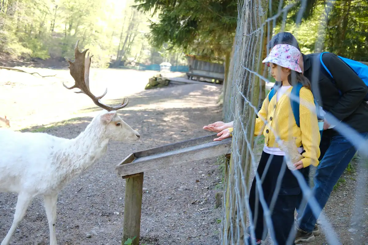 Parc animalier et zoo en famille autour de Quimper : un zoo à Pont-Scorff, quatre sorties