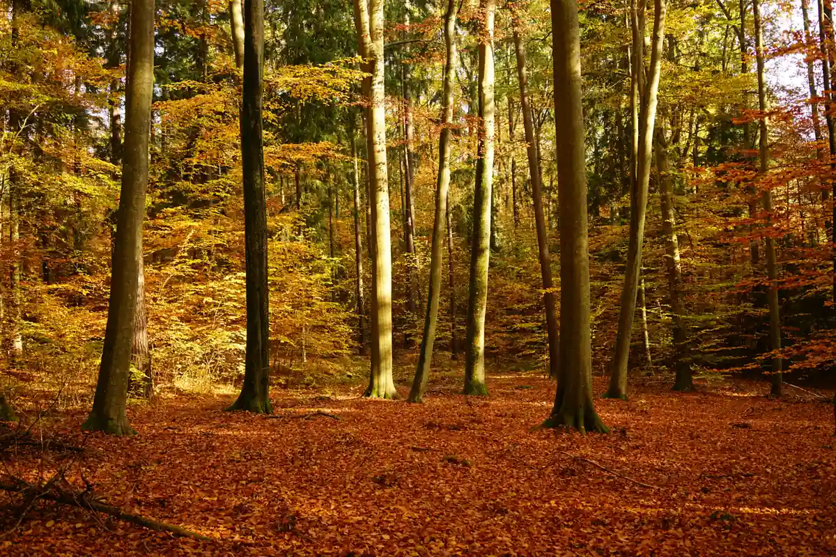 Les plus belles forêts de France pour une balade d'automne : Bercé, la Joux, Verzy